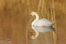 0814 Mute Swan (Cygnus olor) in Morning Light